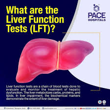 Image result for Liver Function Test