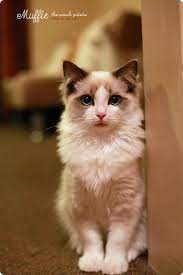 i am is great beauty cats cute cats pretty cats