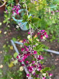 Image result for Indigofera melanadenia