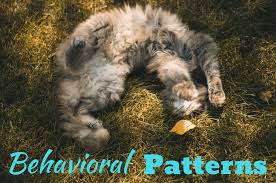 When cats sleep on their heads, they curl up like a balloon to warm and keep the body's temperature. What Your Cat S Behaviors Body Language And Sounds Mean Pethelpful By Fellow Animal Lovers And Experts