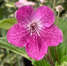 Image result for Streptocarpus leptopus