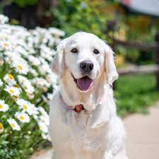 Pristine english creams golden retriever puppies. Sugar Pups Colorado English Cream Golden Retrievers Home Facebook