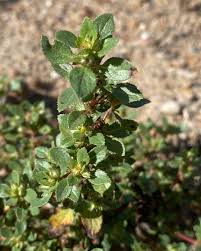 Image result for Bergia