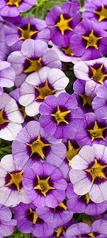 Superbells Evening Star Calibrachoa Hybrid Purple Plants White Flower Farm Planting Flowers