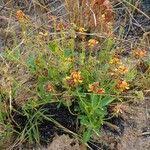 Image result for Eriosema pauciflorum