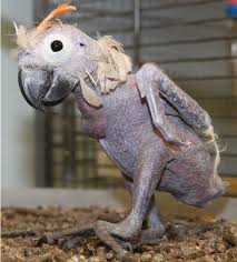 What Do Owls Look Like Without Feathers 8 Naked Feathers, and other key tidbits like elephant trunks or shark skeletons, dont show up because they dont preserve well not being made of bone. what do owls look like without feathers