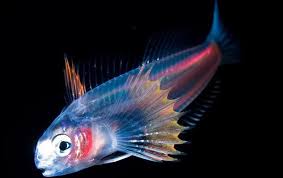 Glowing Deep Sea Creatures Deep Sea Creatures Deep Sea Life Ocean Creatures