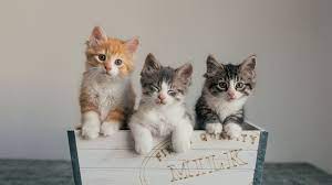 Well looked after pure ragdoll all up to date with vet checks vaccinations flea worm and microchipped she is loving good with children good with dogs looking for a new home as her carer is moving and. How To Find Good Homes For Kittens