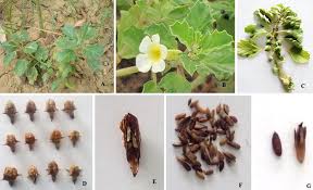 Image result for Pedalium