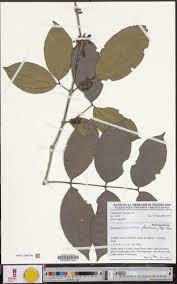 Image result for Warneckea