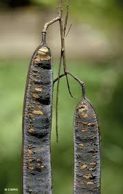 Image result for Cassia burttii