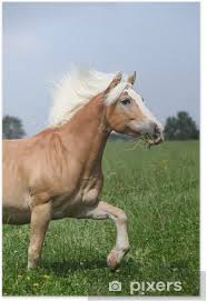 With over 425 horse names to choose from, it's time to saddle up and find the perfect name for your stallion, mare, racehorse, or pony. Nice Chestnut Horse With Blond Mane Running In Nature Poster Pixers We Live To Change