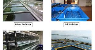 4 Jenis Wadah Budidaya Ikan Agro Eksplor