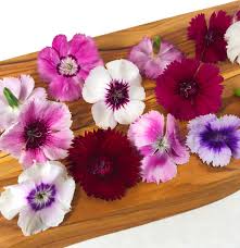 Image result for Dianthus