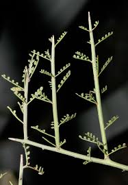 The pods will dry in early summer. Parkinsonia Microphylla Yellow Paloverde Foothill Paloverde Foothill Palo Verde Littleleaf Paloverde Littleleaf Palo Verde Southeastern Arizona Wildflowers And Plants