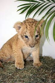 Lcr Baby Lion By Rbcolor On Deviantart Cute Animals Fluffy Animals Baby Lion