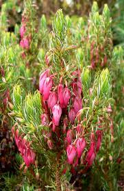 Erica Plukenetii Wikipedia