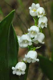 Reso gratuito e consegna a partire da 50€. Pin Su Flower Pictures