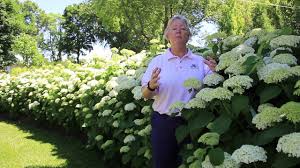 Check spelling or type a new query. In The Nursery Hydrangea Incrediball Youtube