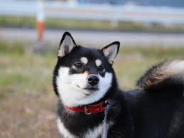 Black And Tan Shiba Inu For Sale Uk Black And Tan Japanese Shiba Inu Picture Shiba Inu Animals Cute Dog Photos