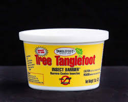 As the insects climb up over the sticky barrier, they become trapped without. Ready To Use Tree Tanglefoot Insect Barrier Organic Growers Supply