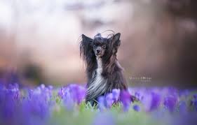 Movie theater in telukgong, jakarta raya, indonesia. Wallpaper Flowers Dog Crocuses Bokeh Shaggy Chinese Crested Dog Images For Desktop Section Sobaki Download