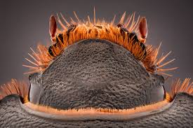 Image result for Pentodon