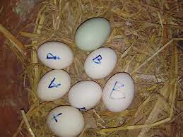 Check spelling or type a new query. Mitor Telur Ayam Warna Hijau Telur Ternak Ayam Bangkok Facebook