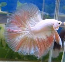 Betta Fish Pictures Google Search Betta Fish Google Pictures Search In 2020 Betta Fish Betta