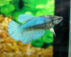 Betta Splendens Femelle Gouramis Et Bettas Poissons Betta Fish Pet Pets