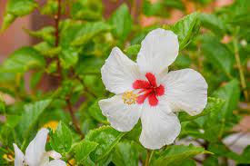 Kulit kayu dari pokok bunga raya dari varieti bunga putih digunakan untuk merawat komplikasi kelahiran bayi. Hibiscus White Bunga Raya Free Photo On Pixabay