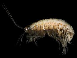 Image result for Gnidia inconspicua