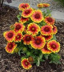 Blanket Flower Gaillardia Hardy Sun Loving And Easy To Keep Perennial No Pruning Or Fussing Or No Serious Pests Or Diseases Plants Pinterest Mehrja