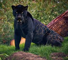 We did not find results for: The Pitbull Of The Felids The Jaguar Badassanimals
