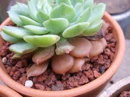 Maybe you would like to learn more about one of these? How Not To Overwater Or Underwater Your Succulents Succulents Box