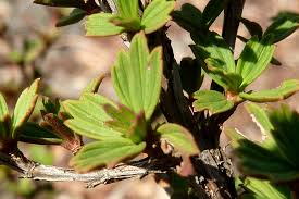Image result for Myrothamnus flabellifolius