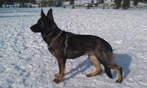 Ironhide Kennels Personal Product Review Red Paw 32k And 38k Dry Dog Food