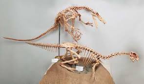 1600 x 1165 jpeg 178 кб. Velociraptorfearsome Beast No Turkey Sized Misunderstood Dinosaur