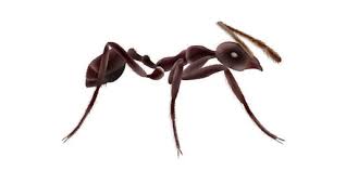 Image result for Why Worker Ants Huddle Close Together With Soldier Ant In Corner Of Plastic Envelope?