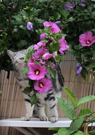 Miyav Icin 60 Fikir 2020 Kedi Yavru Kediler Hayvanlar
