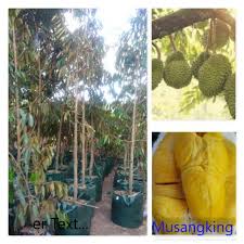 Karena memang memiliki ukuran yang besar, maka durian ini mempunyai sebutan yaitu raja buah. Pohon Durian Musangking Sudah Berbunga Shopee Indonesia