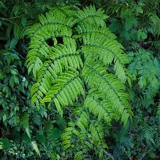 Image result for Ampelopteris