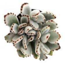 Kalanchoe Panda Plant Leaf Clay Plants Succulents Cacti And Succulents