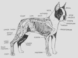 A boston terrier can present a black coat, or maybe a brindle or seal one. Official Standard For The Boston Terrier
