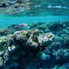 Maybe you would like to learn more about one of these? Makadi Bay Schnorchelurlaub In Agypten Zaphiraw I Der Blog Fur Beauty Fashion Lifestyle Aus Hamburg