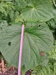 Image result for Piper umbellatum