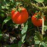 Image result for Solanum capsicoides