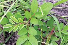 Image result for Indigofera hirsuta