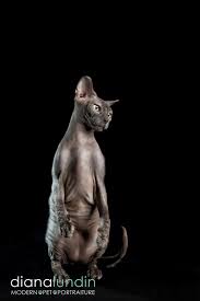 Kitten rescue was founded in the spring of 1997 and has grown to be one of the largest and most respected animal welfare groups in los angeles. Nekkid Cats The Sphynx And Lykoi Photo Shoot Los Angeles Pet Photography Of Diana Lundin