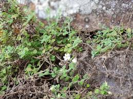 Image result for Platysepalum